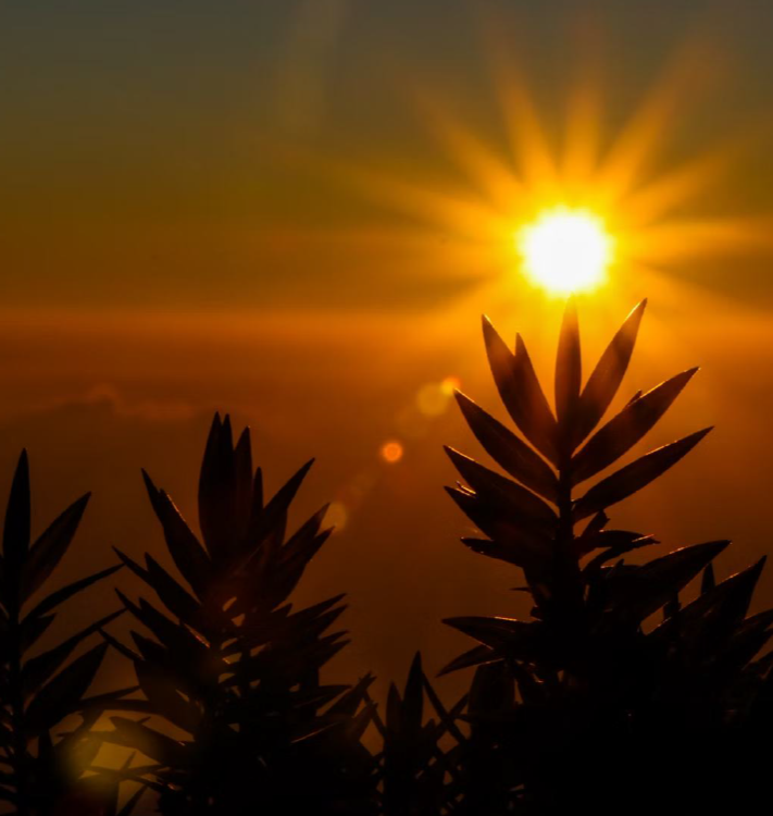 PROTECTS FROM HARMFUL RAYS