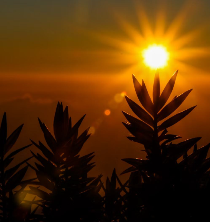 PROTECTS FROM HARMFUL RAYS