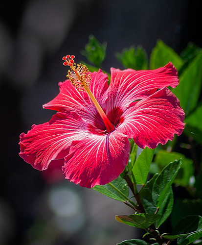 Hibiscus Extract