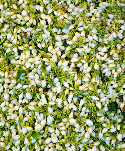 Jasmine Extract