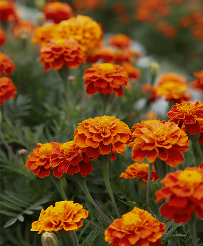 Marigold Extract