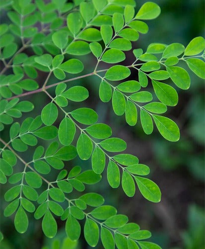 Moringa Oil